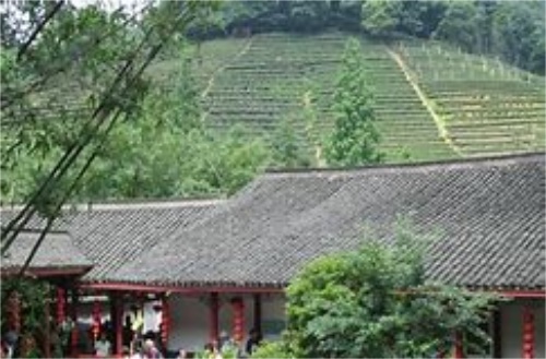 绿茶龙井保存