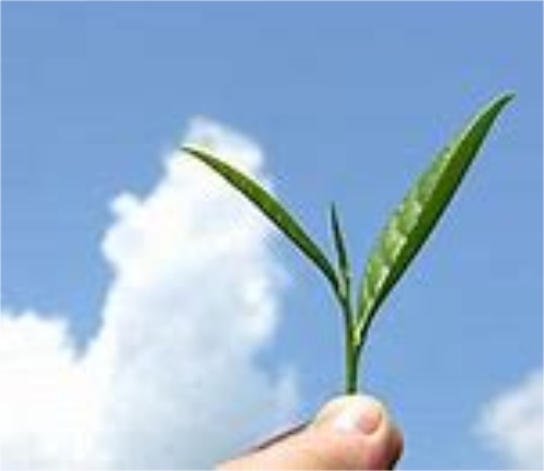 绿茶龙井红茶功效与作用