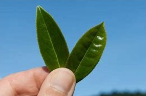 绿茶龙井的冲泡技巧