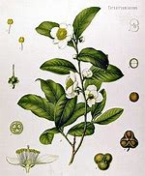 绿茶龙井的储存方法