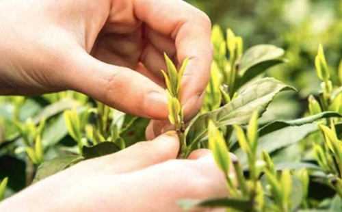 绿茶龙井茶手工制作过程