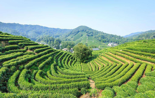 绿茶龙井产地制作工艺