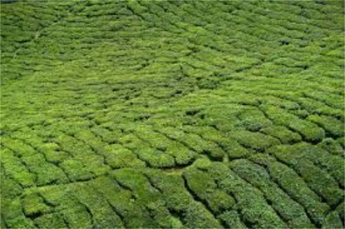 茶园管理技术要点-茶园管理要做好防寒防冻对策