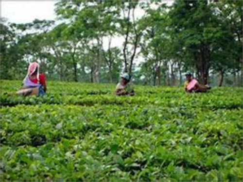 茶园管理之暴风雨后的茶树苗基地管理技术技巧